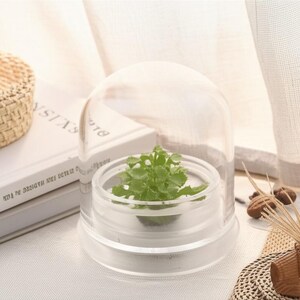 May include: A clear, dome-shaped terrarium with a small green plant inside. The terrarium sits on a clear base. A small potted plant and a woven basket are in the background. The terrarium is on a white surface.