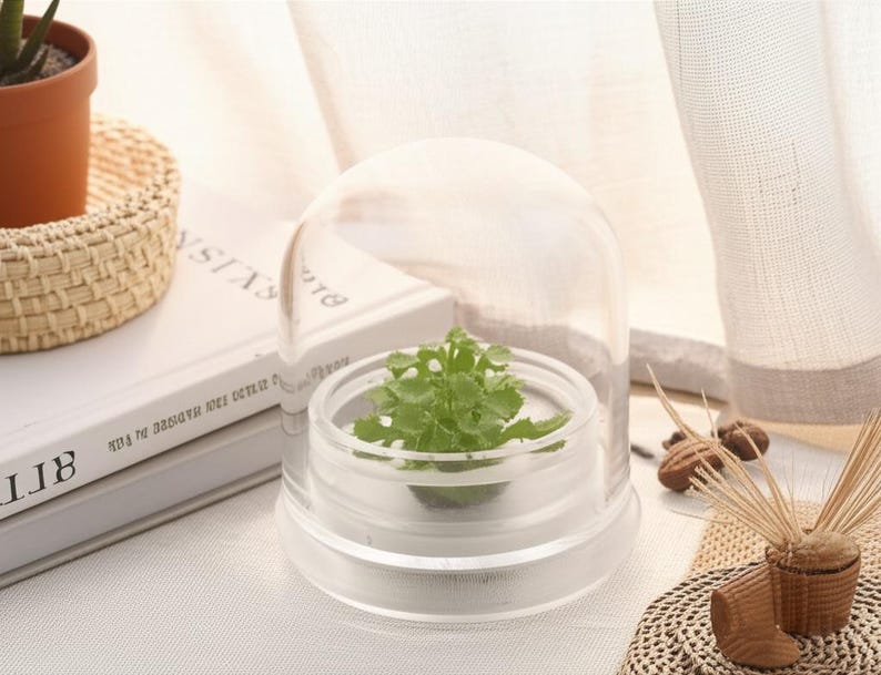 May include: A clear, dome-shaped terrarium with a small green plant inside. The terrarium sits on a clear base. A small potted plant and a woven basket are in the background. The terrarium is on a white surface.