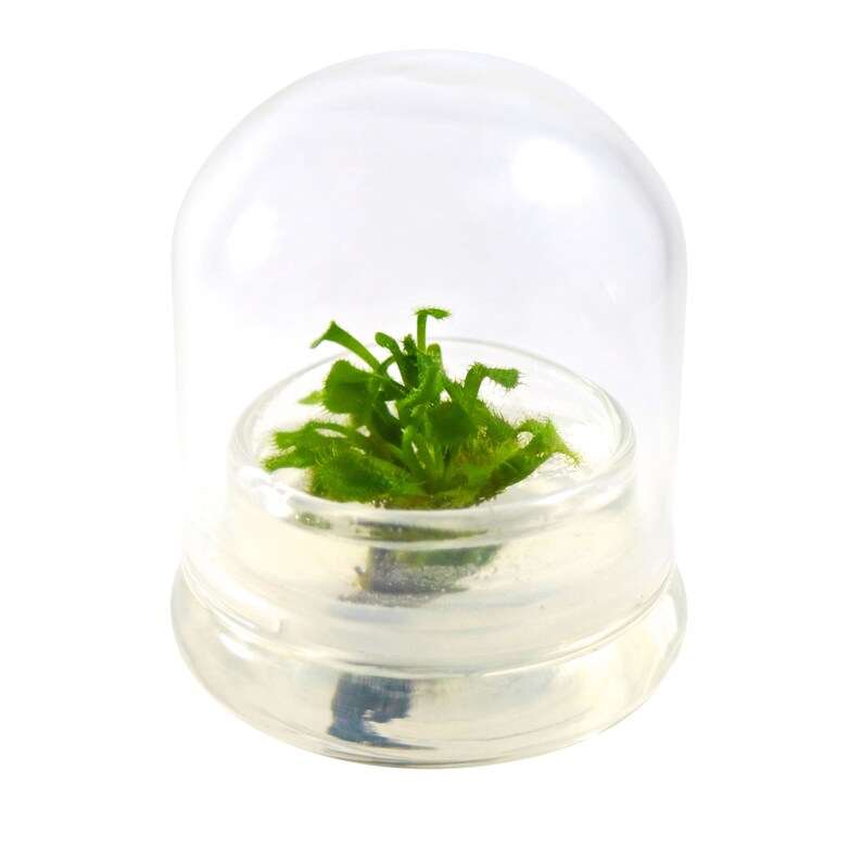 May include: A small, clear glass terrarium with a dome-shaped lid. Inside, a vibrant green plant with delicate, textured leaves is visible. The terrarium is designed to showcase and protect the plant, creating a miniature ecosystem.