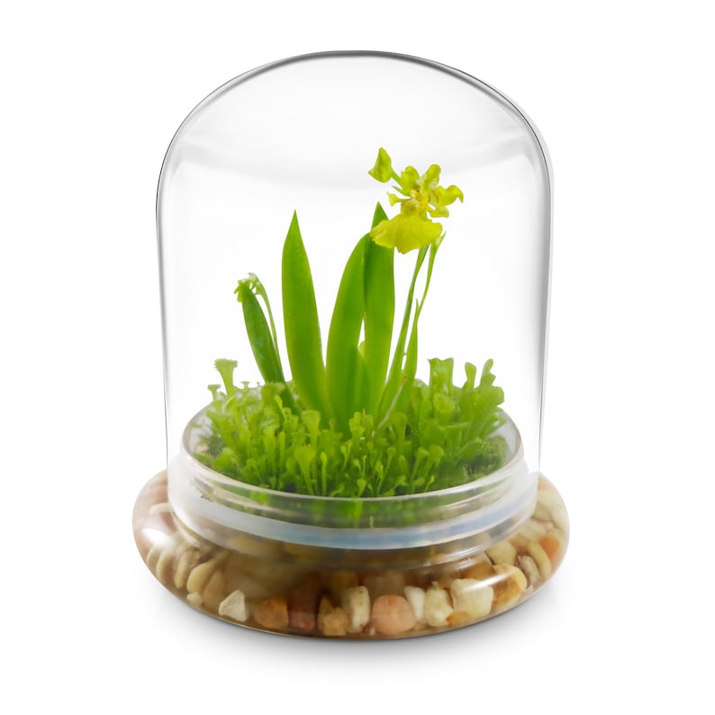 K&ouml;nnte beinhalten: Ein kleines Terrarium unter einer Glaskuppel. Die Basis ist mit Kieselsteinen gef&uuml;llt, die einen transparenten Beh&auml;lter mit gr&uuml;nen Pflanzen und einer gelben Orchidee tragen. Die Kuppel bietet freie Sicht auf den Miniaturgarten und schafft eine dekorative Pr&auml;sentation.