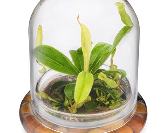 NEPETHICA ネペンテス SEALED BOTTLE PLANTS Pitcher Plant ( Nepenthes Tobaica ) Terrarium With Sundew Moss in