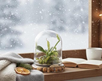 Pitcher Plant ( Nepenthes Tobaica ) Terrarium With Sundew Moss in