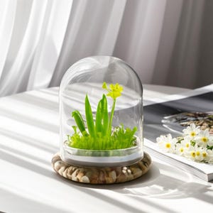K&ouml;nnte beinhalten: Ein Glaskuppel-Terrarium mit einer gelben Blume und gr&uuml;nen Pflanzen auf einem dekorativen Steinsockel. Das Terrarium steht auf einem wei&szlig;en Tisch neben einer Zeitschrift und einem Strau&szlig; wei&szlig;er Blumen.