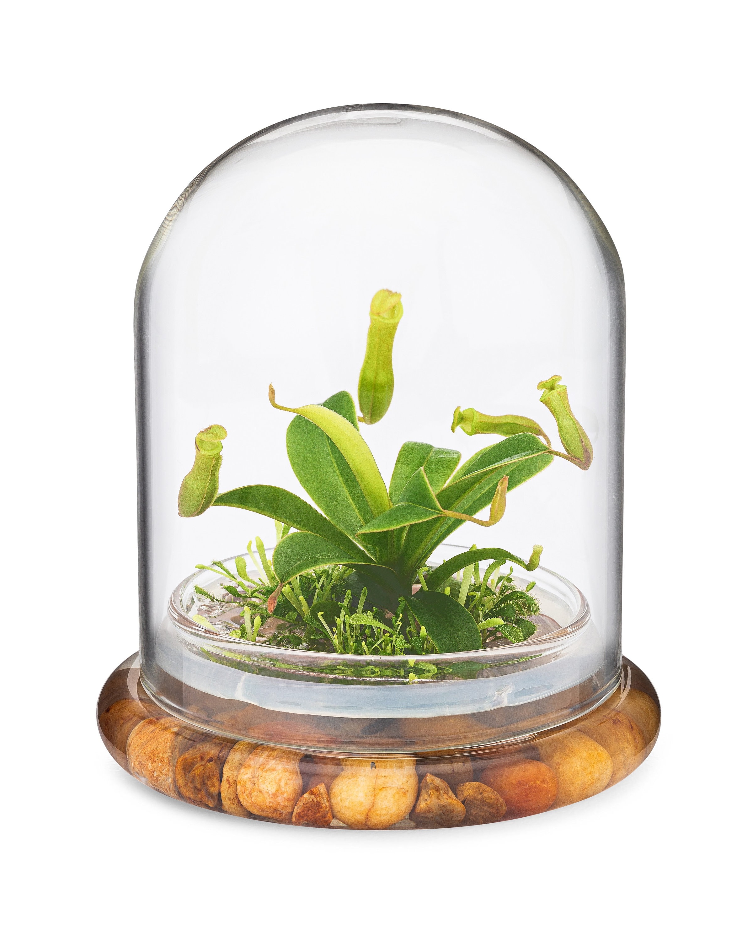 Glass Sphere Terrarium with cut Kit for planting Moss, carnivorous plant,  begonia