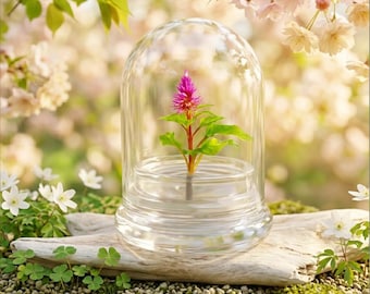 Celosia Flower Terrarium-Cockscomb-Blooming- glass jar-indoor house live plants-anniversary gift-wedding favor-bridesmaid gift-gifts for her