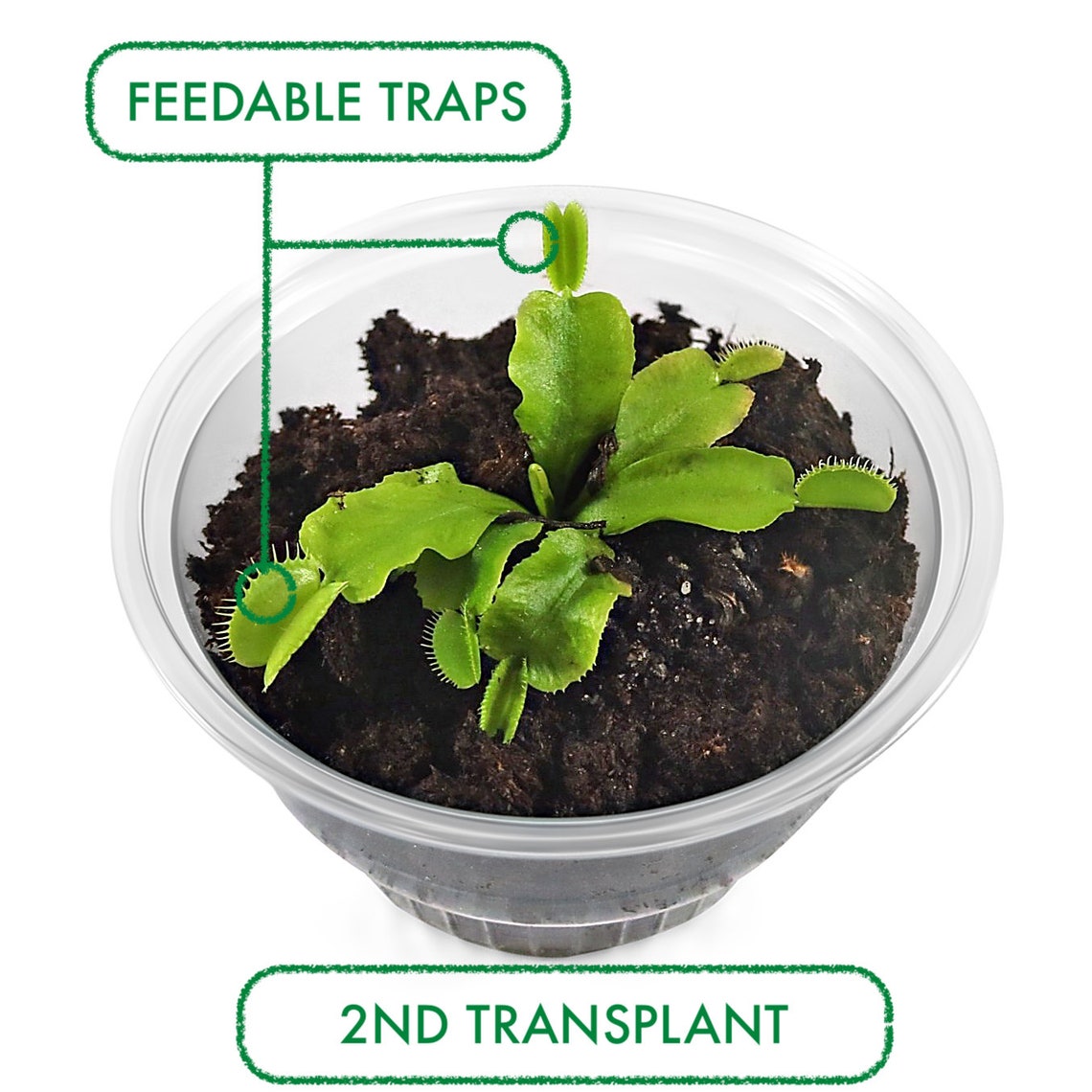 DIY Venus Fly Trap Terrarium Kit Live VFT Terrarium Perfect Etsy