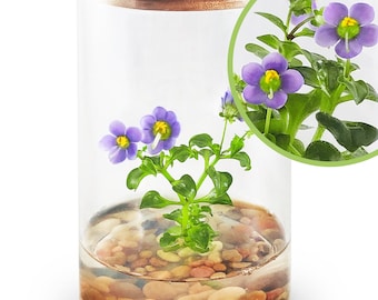 Persian Violet (Exacum Affine) - Live Flower Terrarium in Self-Sustaining Glass Jar, Maintenance Free and Blooms All-Season, 100% Growth