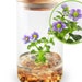 see more listings in the Terrariums section