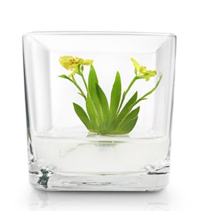 Live Orchid Bonsai, Psygmorchis Pusilla Miniature orchid/Glass Terrarium/Indoor house plants/Office desk/Gift for Her/Wedding Favor image 3