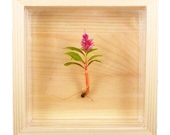 Bloomify Celosia Wall Art – Maintenance-Free, Living Flower in Transparent Terra Gel, Rooted and Ready for Desk, Gallery Wall or Gift