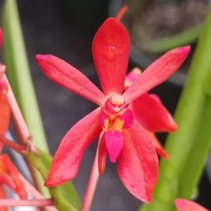May include: Close-up of a vibrant red orchid flower with elongated petals. The flower's center features a mix of yellow and pink hues, set against green foliage in the background. The petals are a deep, rich red.