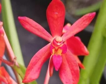 Bloomify Live Vanda falcata ‘Red Jewel’ – Rare Miniature Orchid with Brilliant Ruby-Red Blooms and Elegant Compact Form