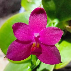 May include: A single pink orchid flower with a yellow center. The flower is in focus and the background is blurred.