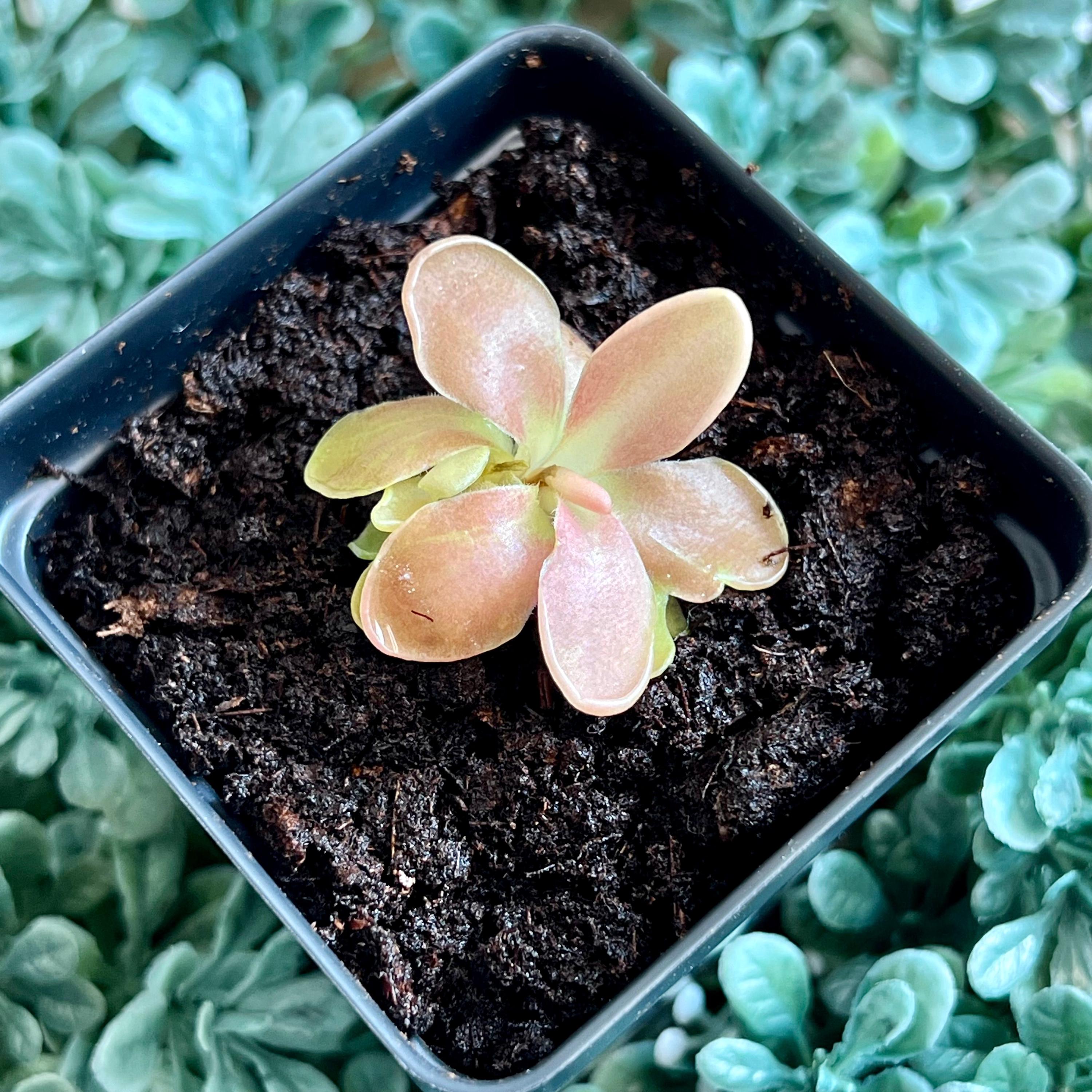 ユーカリ・プンクタータ　フクロモモンガ♡ Bloomify Live Pinguicula 