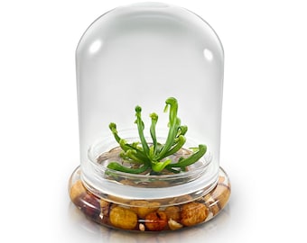 Bloomify Terrarium Cobra Lily–Carnivorous Live Pitcher Plant– Self-Growing – Zero Maintenance Terrarium Plants – Long-Lasting Carnivorous