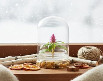 Live Celosia Flower Terrarium, Zero Care, Great for Work, Home, Unique Gift! Long Lasting