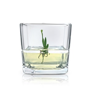 Live Orchid Bonsai, Psygmorchis Pusilla Miniature orchid/Glass Terrarium/Indoor house plants/Office desk/Gift for Her/Wedding Favor image 7