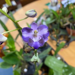 Phalaenopsis Pulcherrima Coerulea Splash, The Beautiful Doritis, Potted (30 DAYS Healthy Plant Guarantee)