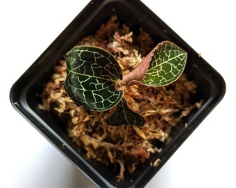 Anoectochilus Formosanus, Formosa Anoectochilus, Taiwan Jewel Orchid (30 DAYS Healthy Plant Guarantee)