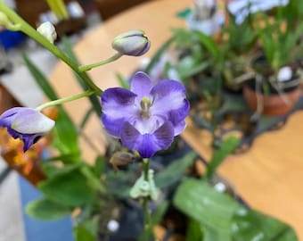 Flowering-size, Phalaenopsis Pulcherrima Coerulea Splash, The Beautiful Doritis