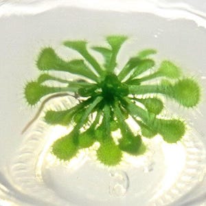 May include: A close-up of a small, green plant with multiple leaves and a central stem. The plant is surrounded by a clear, transparent liquid, possibly water. The leaves have a slightly fuzzy texture.