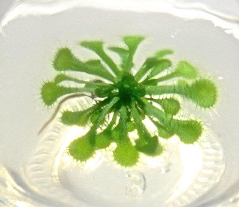 May include: A close-up of a small, green plant with multiple leaves and a central stem. The plant is surrounded by a clear, transparent liquid, possibly water. The leaves have a slightly fuzzy texture.