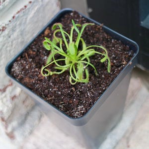 May include: A small green carnivorous plant with long, thin leaves growing in a gray plastic pot filled with dark brown soil.