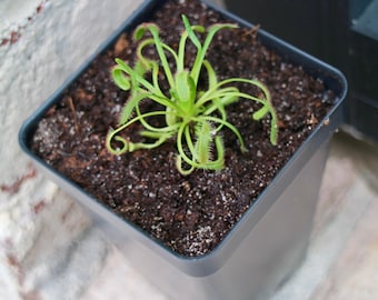 Bloomify Live Cape Sundew in Natural Soil – Gnat-Eating Carnivorous Plant with Pot, Easy Indoor Grow Kit for Beginners & Nature Enthusiasts