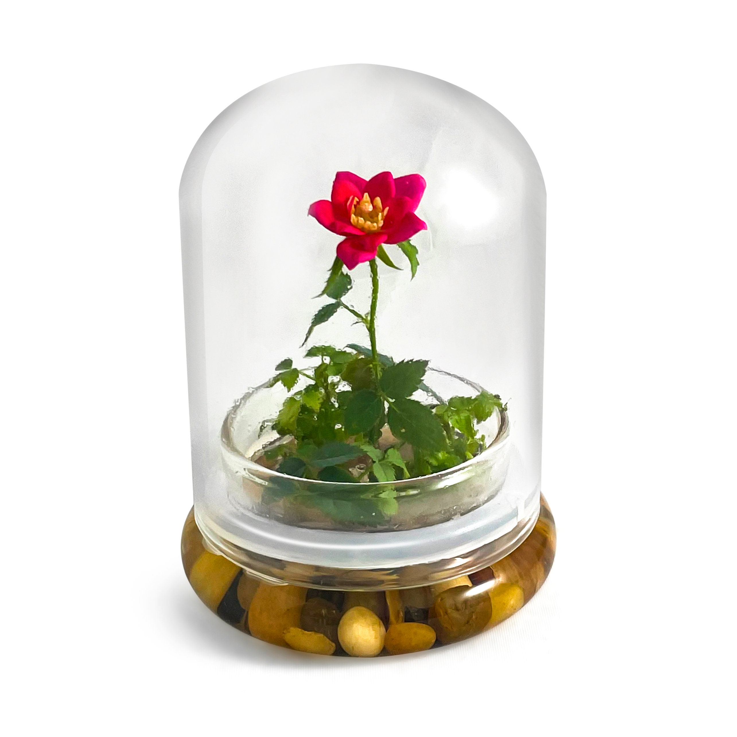 Live Rose Terrarium Miniature Rose in Selfsustaining Glass Etsy