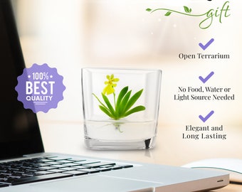 Live Orchid Bonsai, Psygmorchis Pusilla - Miniature orchid/Glass Terrarium/Indoor house plants/Office desk/Gift for Her/Wedding Favor