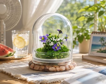 Peut inclure: Un terrarium en cloche de verre avec une petite plante à fleurs violettes et feuillage vert. Le terrarium repose sur une base en bois avec un anneau de petites pierres de couleur claire. Une boisson rafraîchissante et des tranches de pastèque sont en arrière-plan.