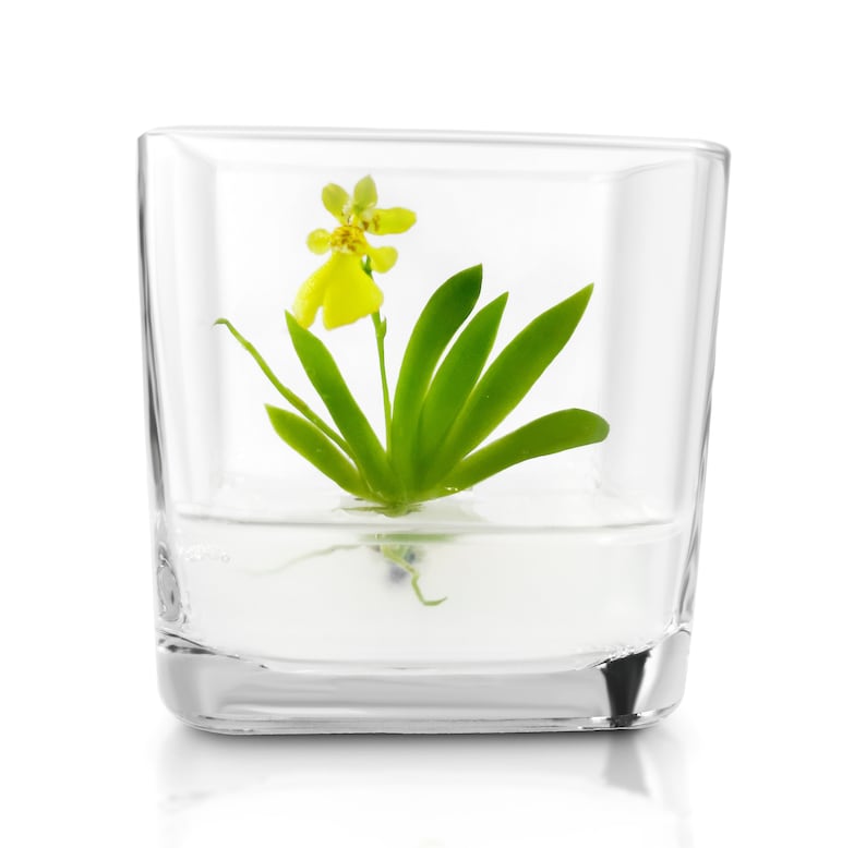 Live Orchid Bonsai, Psygmorchis Pusilla Miniature orchid/Glass Terrarium/Indoor house plants/Office desk/Gift for Her/Wedding Favor image 4