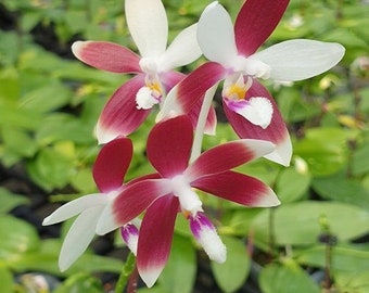 Phalaenopsis Tetraspis 'C1' x self, Random Flower Petal Color (red / white), Wood Mount (30 DAYS Healthy Plant Guarantee)