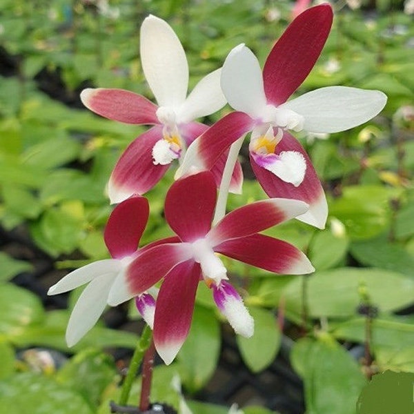 Phalaenopsis Tetraspis 'C1' x self, Random Flower Petal Color (red / white), Wood Mount (30 DAYS Healthy Plant Guarantee)