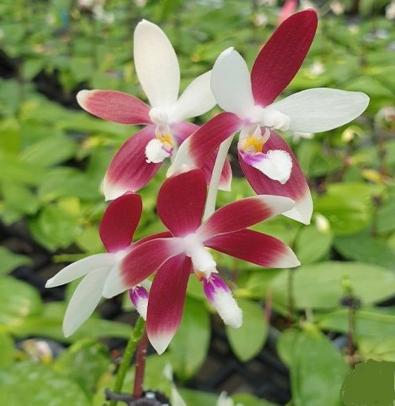 Phalaenopsis Tetraspis 'C1' x soi, couleur aléatoire des pétales de fleur rouge / blanc, monture en bois plante en bonne santé garantie 30 jours image 1