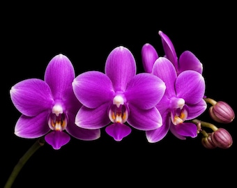Phalaenopsis tetraspis 'Purple Gem', Vibrant Purple Blooms, Rare Miniature Orchid, Live Plant