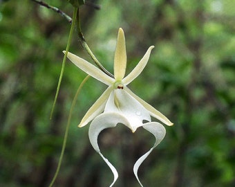 Dendrophylax Lindenii (30 DAYS Healthy Plant Guarantee)