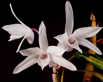 Dendrobium affine moniliforme