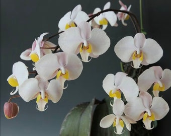 Phalaenopsis philippinensis