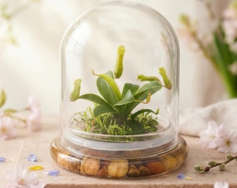 Pitcher Plant ( Nepenthes tobaica ) Terrarium with Sundew Moss in Self Sustaining Glass Jar, Maintenance Free, 100% Growth Guarantee