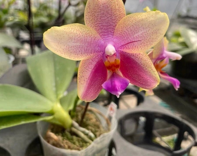 Phal. Miki Black Angel '364', Unique Dark Colored Flowers - Etsy