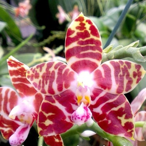 Phalaenopsis Amboinensis 'Nicole' AM/AOS, Potted 30 Days Healthy Plant Guarantee image 1