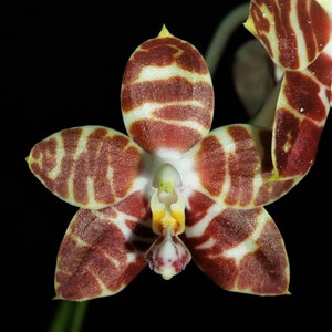 Phalaenopsis Amboinensis 'Nicole' AM/AOS, Potted 30 Days Healthy Plant Guarantee image 2