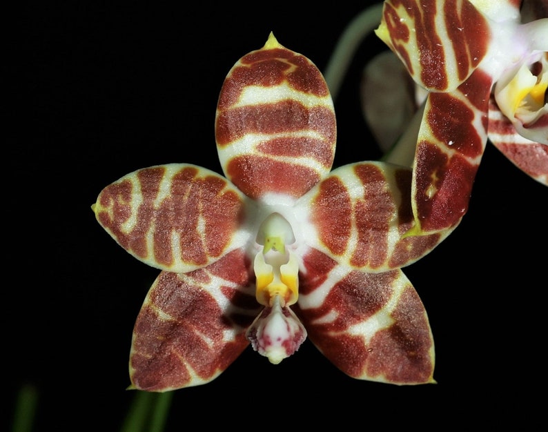 Phalaenopsis Amboinensis 'Nicole' AM/AOS, Potted 30 Days Healthy Plant Guarantee image 2