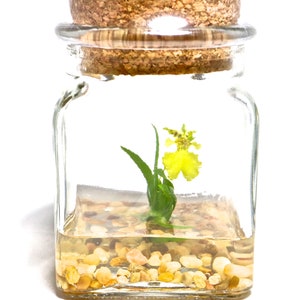 Orchid Terrarium-Miniature orchid/Glass Terrarium/Indoor Garden/Office desk/Live plants/Gift for Her/Wedding Favor/Bridesmaid/Anniversary bild 7