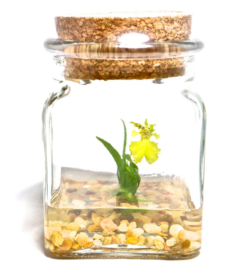 Orchid Terrarium-Miniature orchid/Glass Terrarium/Indoor Garden/Office desk/Live plants/Gift for Her/Wedding Favor/Bridesmaid/Anniversary bild 7