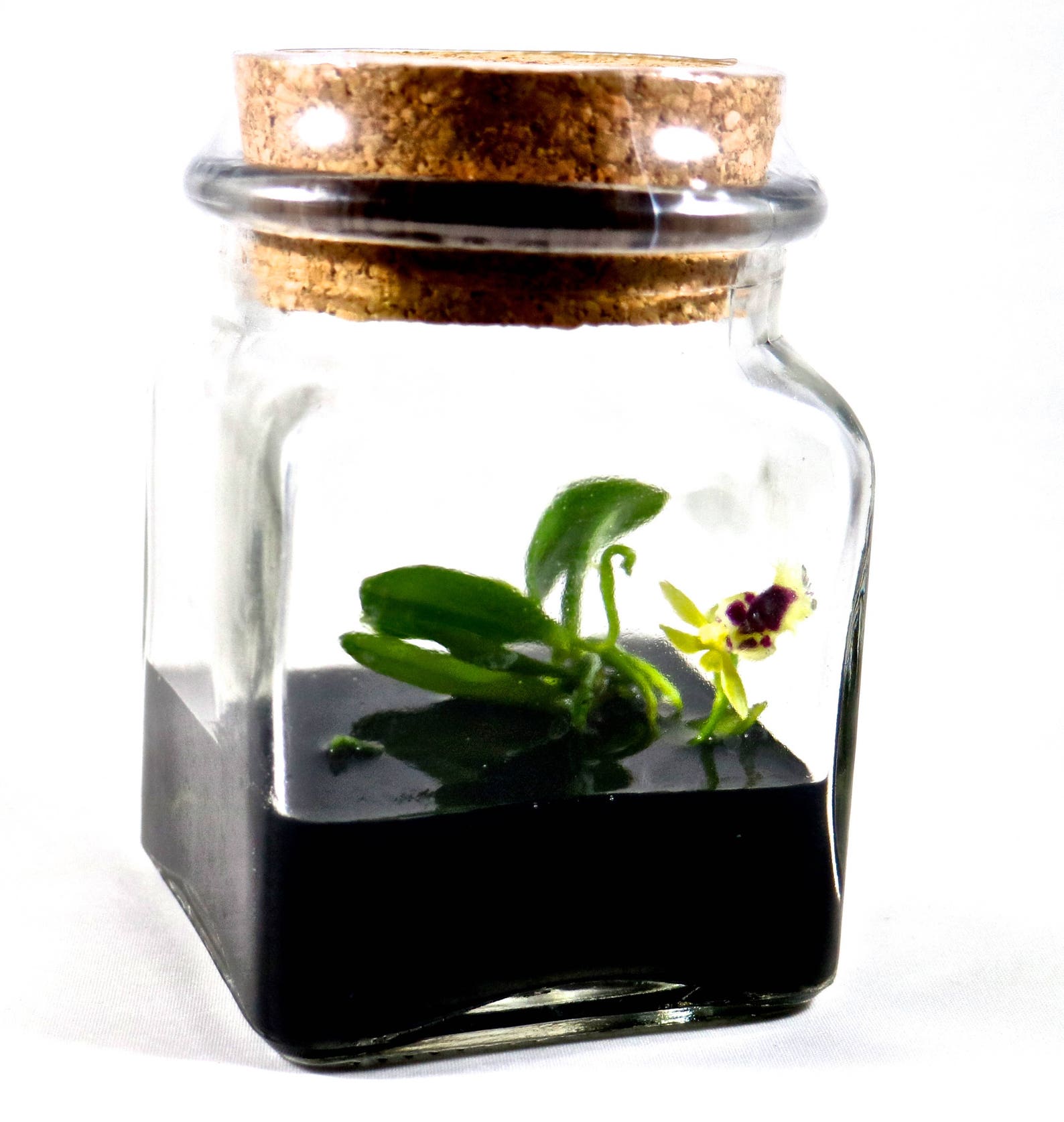 Orchid Terrariumminiature Orchid/glass Terrarium/indoor Etsy