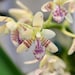 see more listings in the Miniature Orchids section