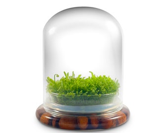 Self-Growing Moss Terrarium – Sundew Carnivorous Plants Live – No Maintenance Terrarium – Long-Lasting Plants Live - Ecosystem Terrarium