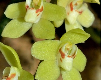 Miniature orchid: Chiloschista segawai, green or yellow flowers, Leafless Orchid